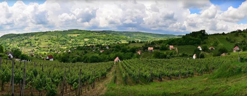 Fekete Borpince – Borászat/Pincészet (Szekszárd)