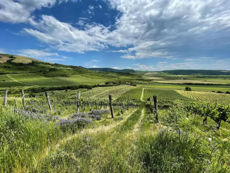TR Tállya Tokaj – Borászat/Pincészet (Mád)