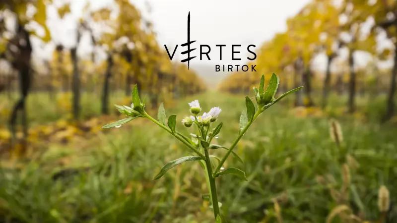 Vértes Birtok – Borászat/Pincészet (Etyek)