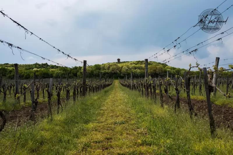 Bökő Pince – Borászat/Pincészet (Balatonfüred)