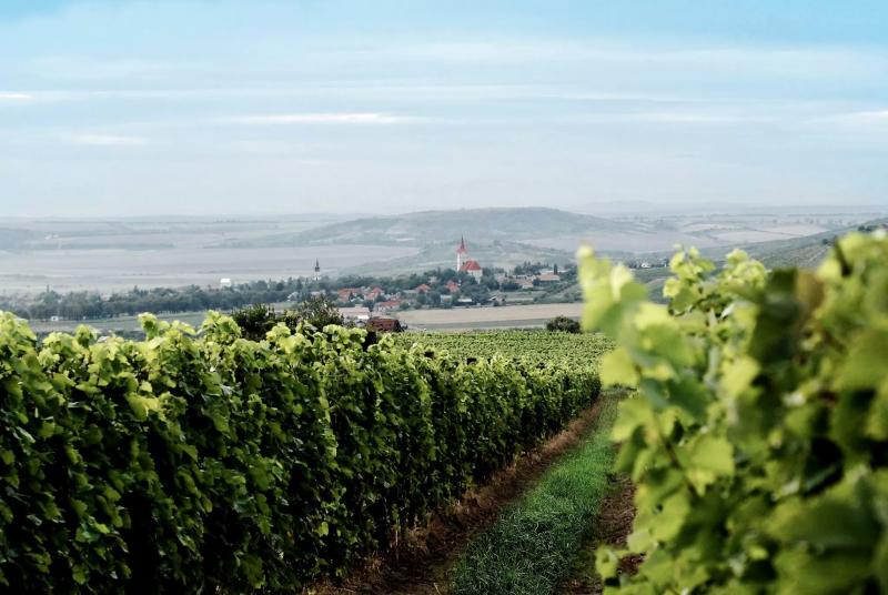 Budányi pincészet – Borászat/Pincészet (Szerencs)
