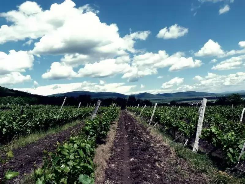 Levente Szőlőbirtok és Pince – Borászat/Pincészet (Abasár)