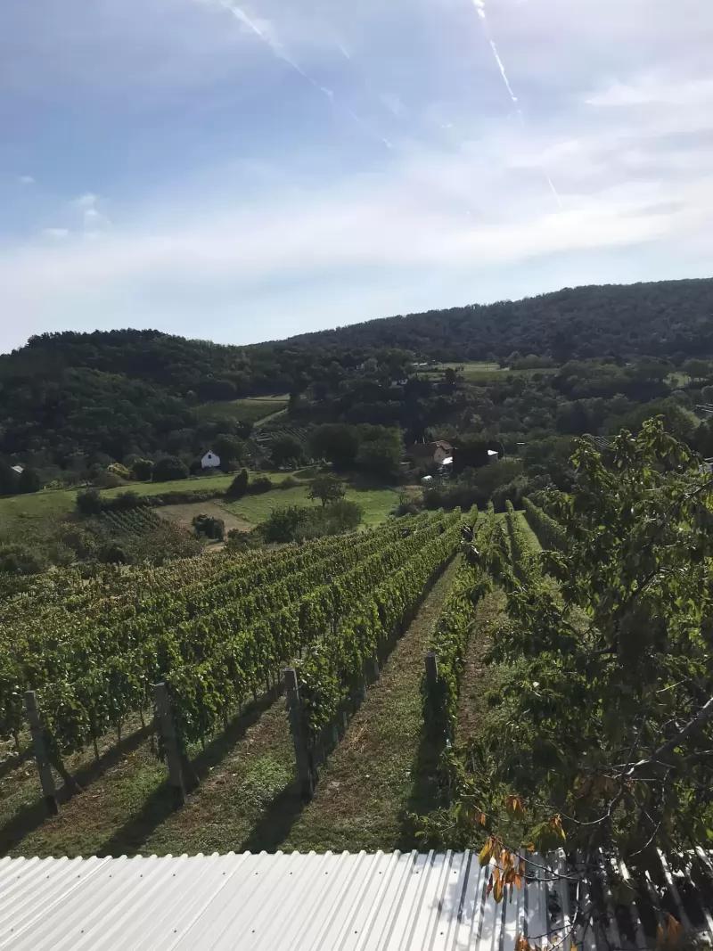Romsics Pince – Borászat/Pincészet (Cserszegtomaj)
