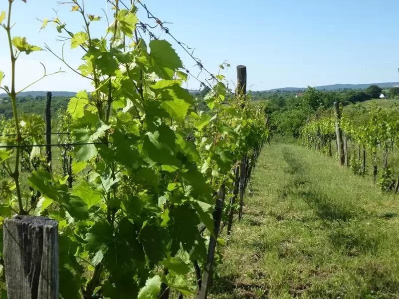 Richter Pince – Borászat/Pincészet (Miskolc)