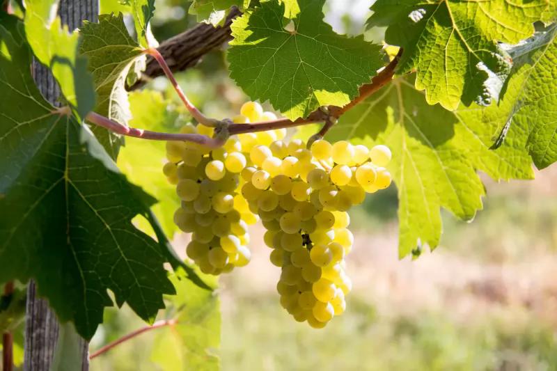 Bónis-Reitter Borászat – Borászat/Pincészet (Sopron)