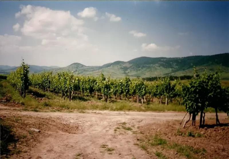Sveda Borház – Borászat/Pincészet (Tolcsva)