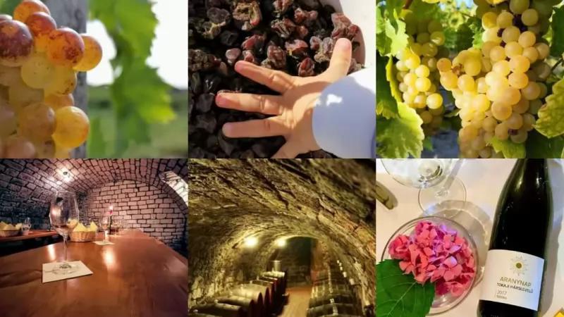 Aranynap Vendégház és Borászat – Borászat/Pincészet (Tállya)
