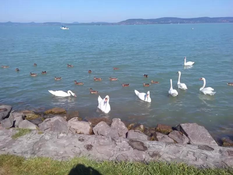 Margaréta Gyorsbüfé – Büfé (Balatonlelle)