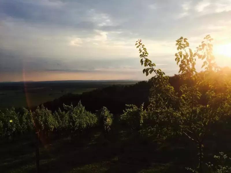 Pál családi szőlőbirtok és borászat – Borászat/Pincészet (Kerkaszentkirály)