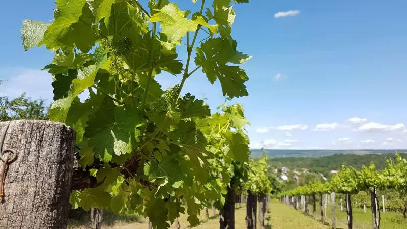 Ágoston Pince – Borászat/Pincészet (Pusztazámor)
