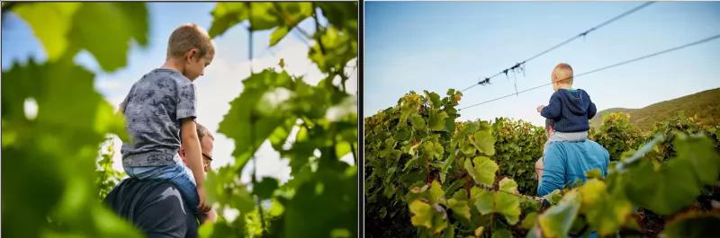 Ászok Borház Tokaj – Borászat/Pincészet (Tokaj)