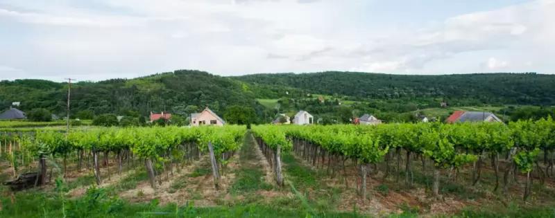 Bakos Family Winery – Borászat/Pincészet (Rezi)