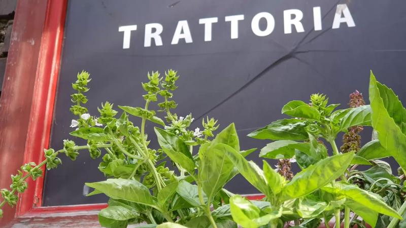 Pasta Bazár Trattoria – Olasz étterem (Budapest, VI. kerület)
