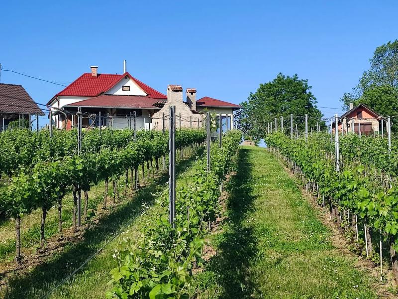 Vino Vlasics Borpince – Borászat/Pincészet (Tótszentmárton)