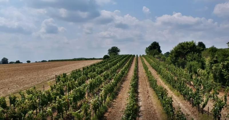 Sárosdi Pince és Vendégház – Olasz étterem (Szekszárd)