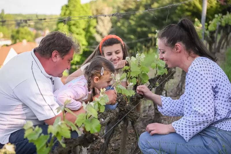 Paulay Borház és Vendégház – Borászat/Pincészet (Tokaj)