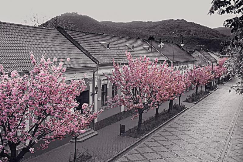 Sakura – Cukrászda (Nagymaros)