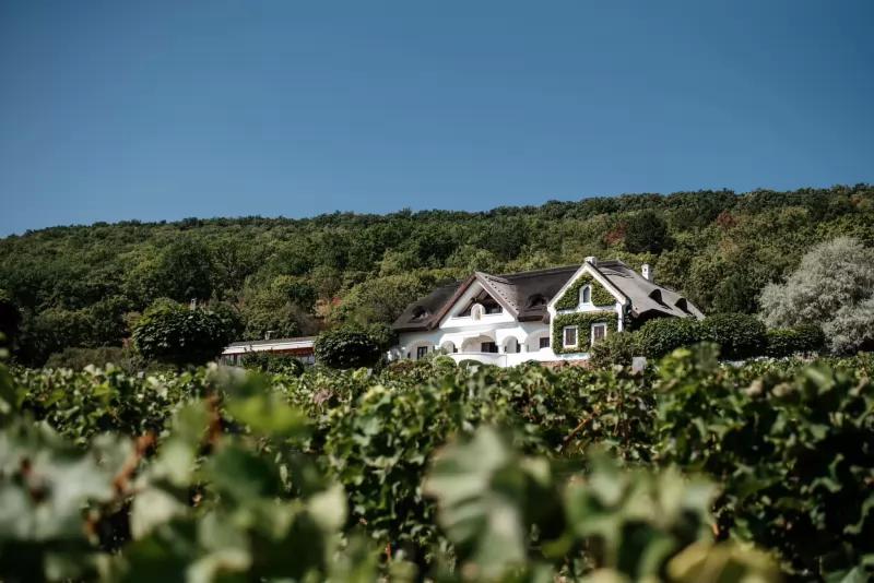 ST. DONAT Ökológiai Birtok és Borászat – Borászat/Pincészet (Csopak)