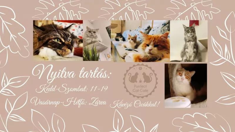 Purrfect Cat Cafe – Egyéb (Pécs)