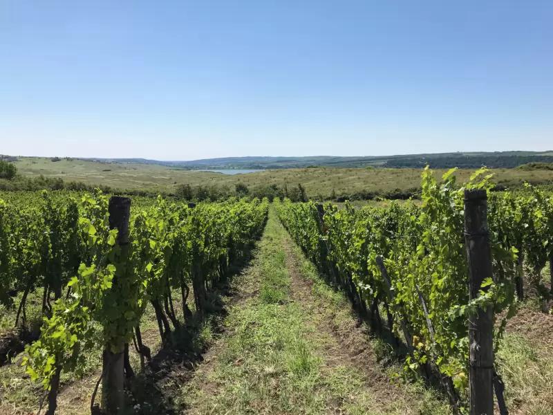 Greg-Vin Pincészet – Borbár (Eger)