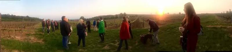 Janus Borház/Wineyard – Borbár (Túrony)