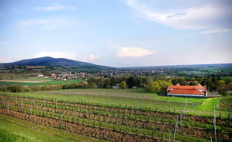 Gróf Degenfeld Szőlőbirtok és Kastélyszálló / Wine Estate & Castle Hotel – Borászat/Pincészet (Tarcal)