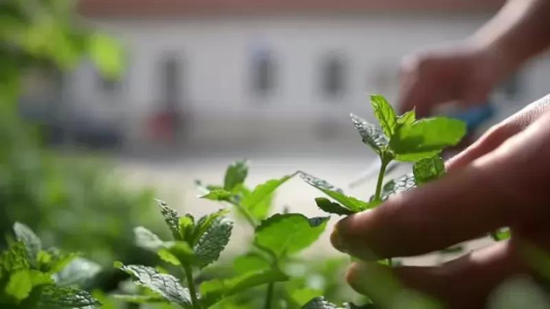 Somogy Zöldséges – Étterem (Kaposvár)