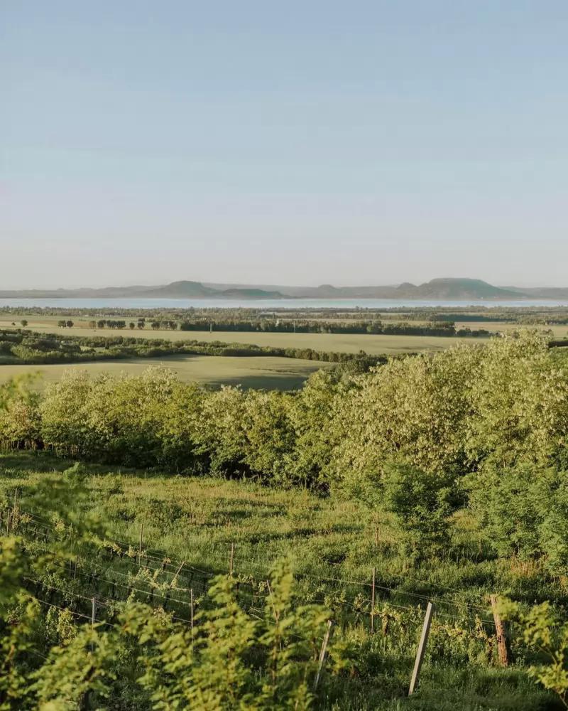 Kristinus – Borászat/Pincészet (Kéthely)