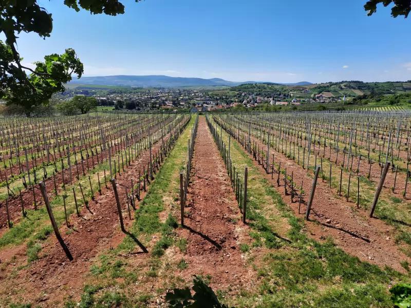 Royal Tokaji Borászati Zrt. – Borászat/Pincészet (Mád)