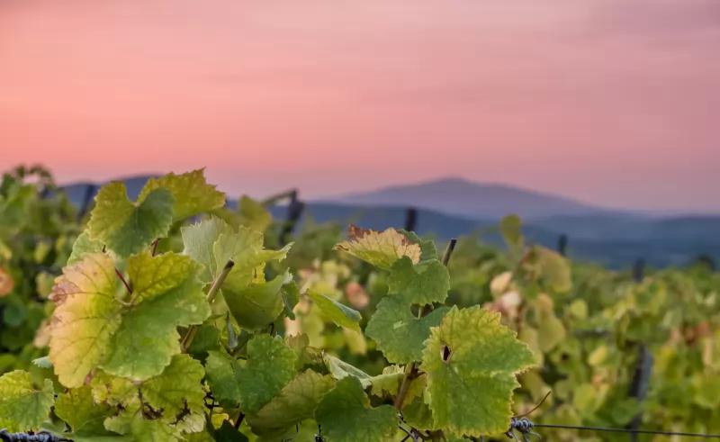 Szent Benedek Pincészet Tokaj-hegyalja Tállya – Borászat/Pincészet (Tállya)