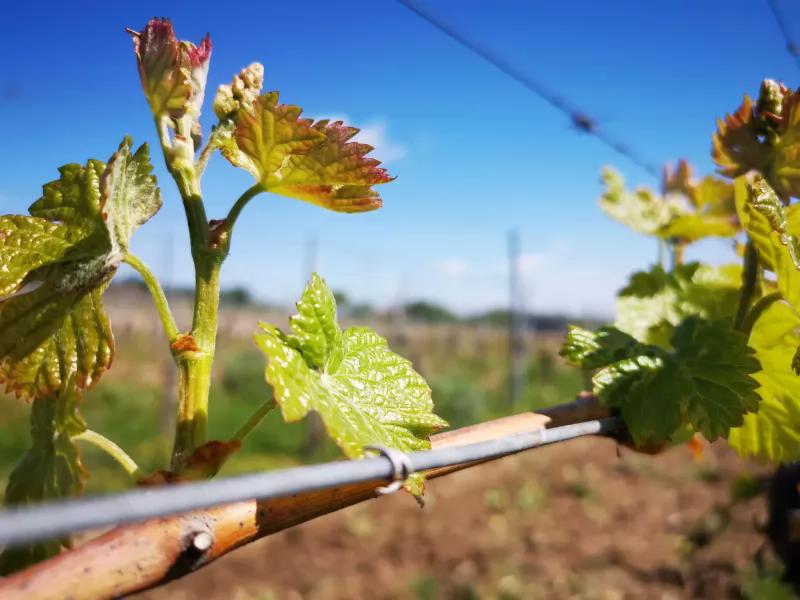 Taschner Bor- és Pezsgőház – Borászat/Pincészet (Sopron)